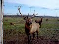 Elk  charging