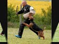 2010-05-11 | Schutzhund-Airedale Terrier-Gianna- IPO 3.wmv ~> Airedale Terrier Gianna von der Christinenheide, VPG 3 ()