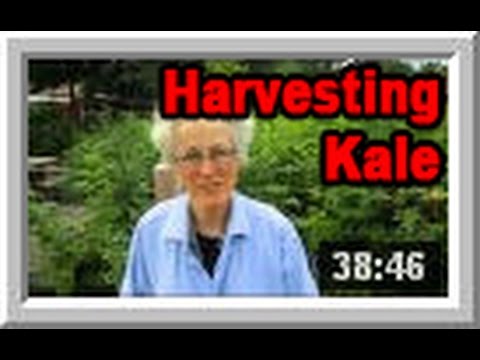 how to harvest kale from garden