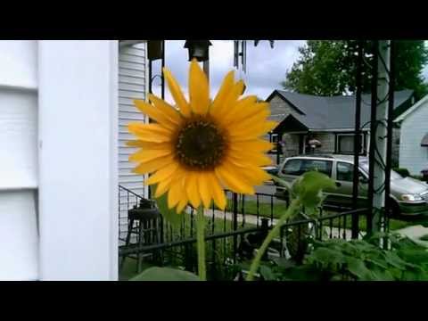 how to transplant sunflowers