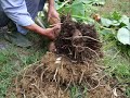 Grafting mature banana specimes
