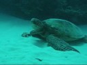 Oahu Diving with Turtles Oahu Diving with Turtles