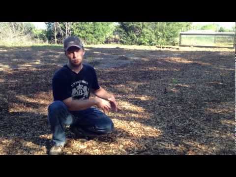 how to plant a grape vine