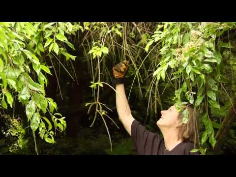 how to fertilize a weeping cherry tree