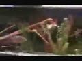Thats a monstrous fish - Is it called 
