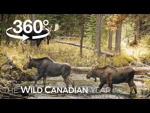 Best of Wild Canada (360 Video) | Wild Canadian Year - YouTube