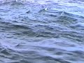 sleeping-fisherman-catches-whale.html