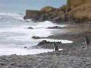 Penguin Disembark