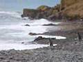 Penguin Disembark