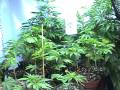 growroom complete