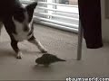 vogel vs hund