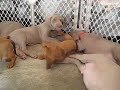 Lucy & her sisters at six weeks old
