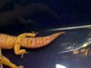 My Leopard Geckos My Leopard Geckos