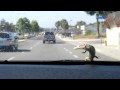 Lizard on Car