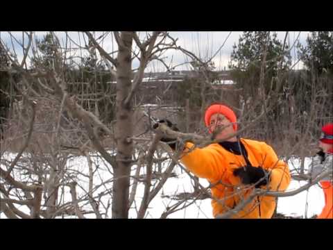 how to trim an apple tree