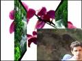 videos de xazyan piknik
