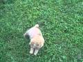 2010-05-25 | Oliver and Sebastian, our new Norwich Terrier brothers ~> Oliver and Sebastian were born 3/23/10 and are 8 1/2 weeks old. Here they are out playing in the back yard. Recorded on May 23, 2010 using a Flip ... ()