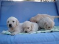 gilsa pups 5 weeks