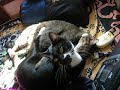 My Cats : Almost Mutual Pampering