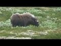 Musk ox in Dovre - Norway