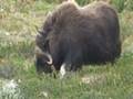 Musk ox in Dovre - Norway