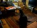 videos de Zabawa Salma i Viggen Afghan Hound