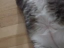 Mousseline sur le dos