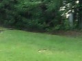 Molly the Aussie and Isabella (Izzy) the Tea cup Yorkie (The Race is on, catch me if you can)