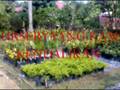Company Project