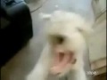 gore grind dog gore grind dog