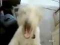 gore grind dog