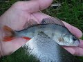 this week's action from the local canal and the river dove to a great soul sound.