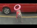 Funny Dog Tricks Incredible Super Slick Funny Dog Tricks part 3