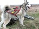 Alaskan Malamute video