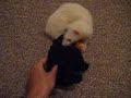 spike with teddy