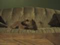 videos de Meiko Sings