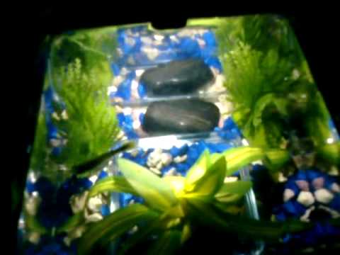 essay title page. proper essay title page,