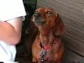Reagan, the Singing Dachsund