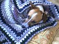 Pubis The Ratter . Pubis The Ratter .