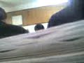 BOLUDEANDOLA EN BIOLOGIA/LA CAQUITA INVOLUNTARIA
