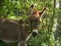 grazing-donkeys.html
