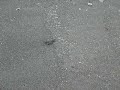 Tortuguitas naciendo II