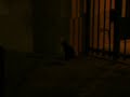 El gato gaditano