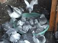 Porumbei-voiajori-la