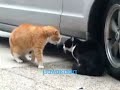 mia gata malwnei ton gato gt tin apatise.... trelo gelio...