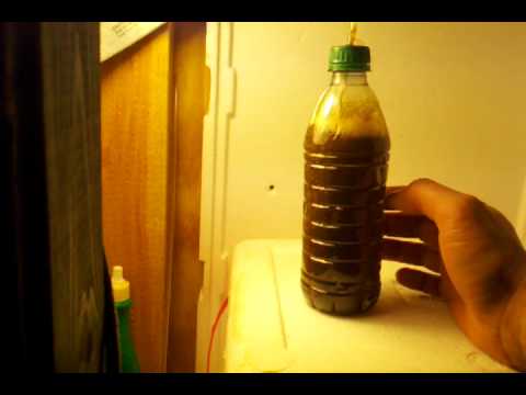 how to grow phytoplankton