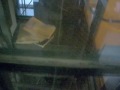 Dover Hydraulic Elevator Emory Hospital - Old Video