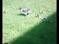 mama pata y sus patitos mama pata y sus patitos