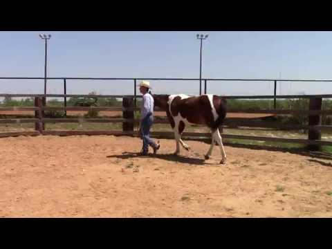 How to lead a horse - Dale Fredricks Advanced Leading