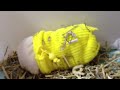Click here to watch this video おこちゃまモルモットのモチ お気に入り袋の底に穴開けてもらう